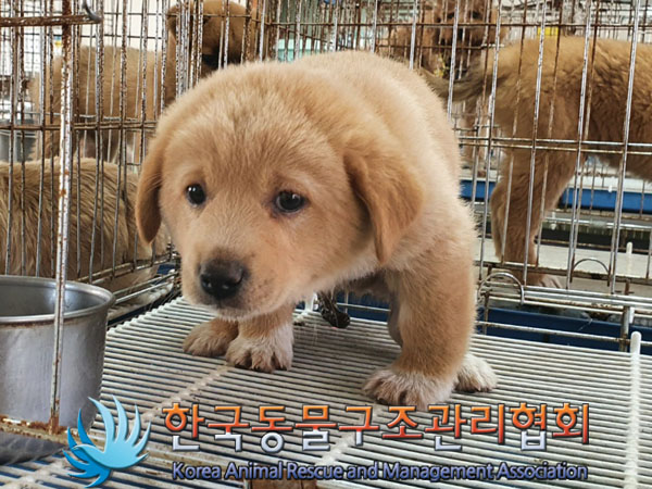 종료(안락사) 믹스…